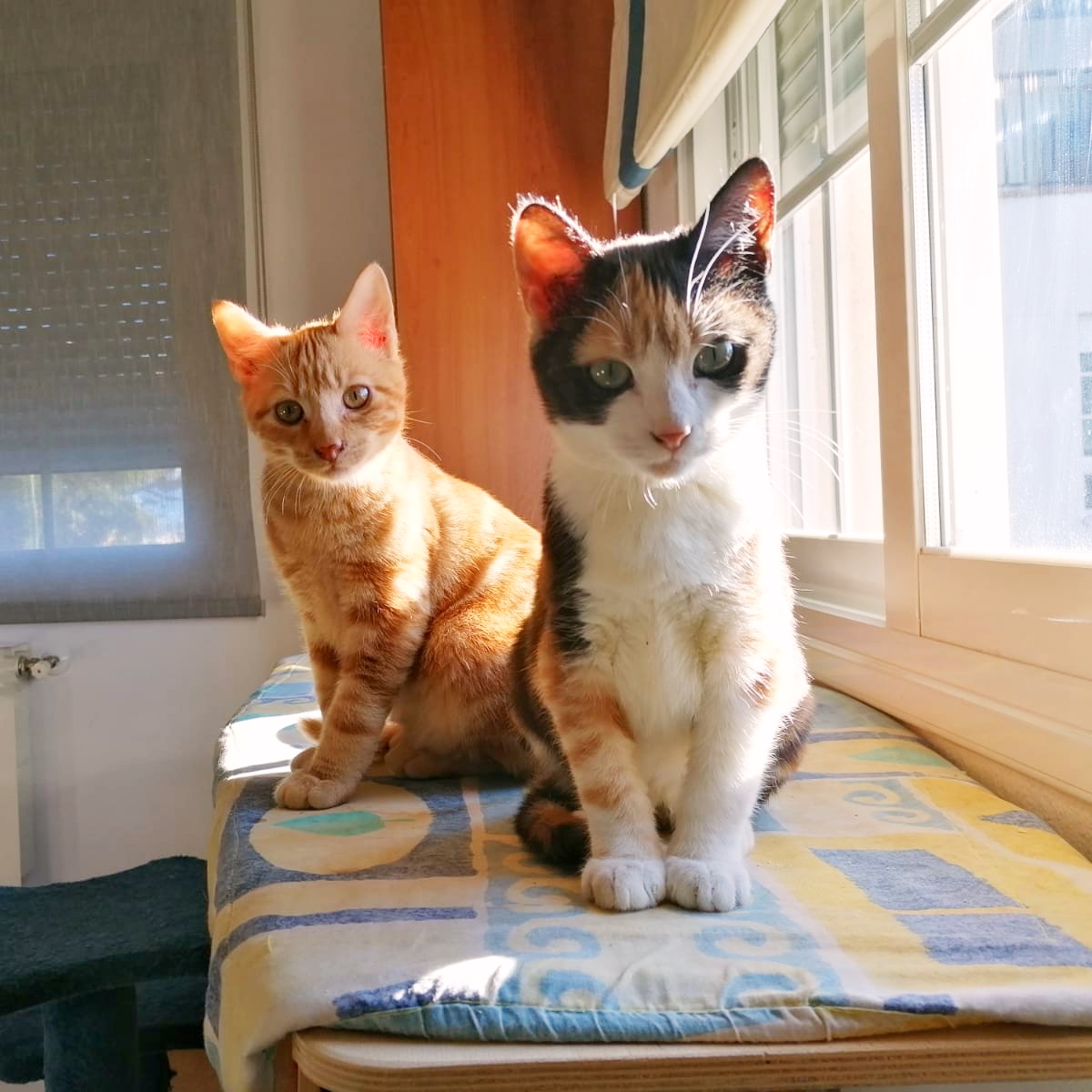 Wasabi, gatito rubio en adopción