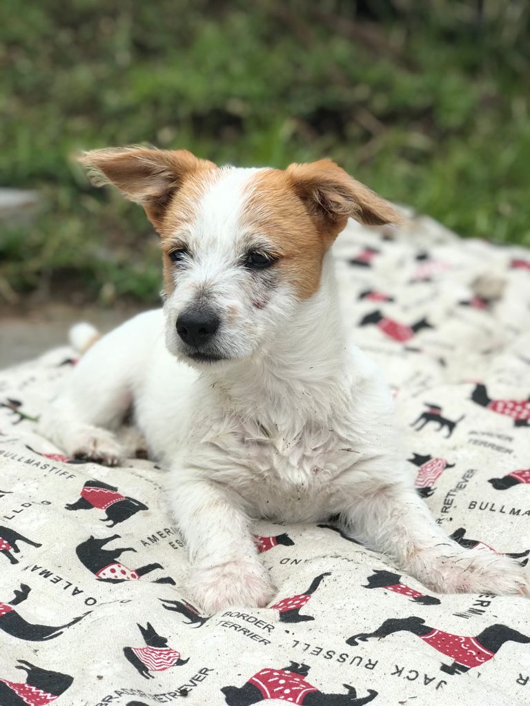 Fiti, perrito en adopción en De CERO AdoptaUNO