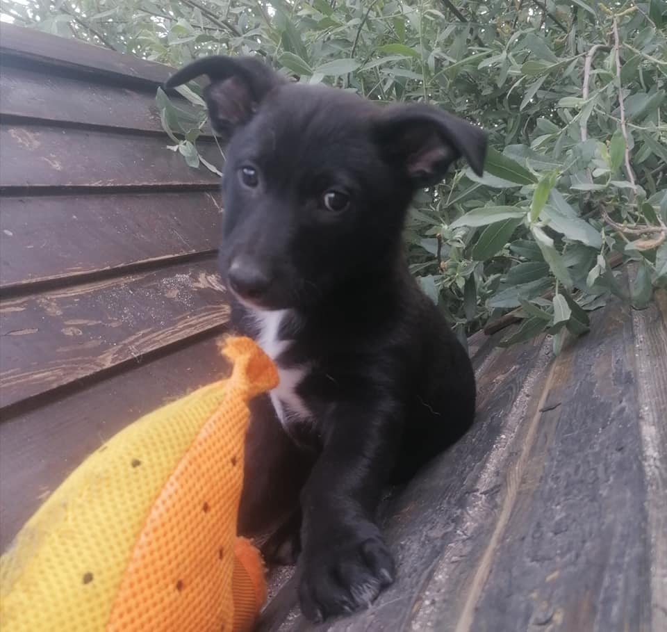 Chopito, cachorro en adopción en De CERO AdoptaUNO