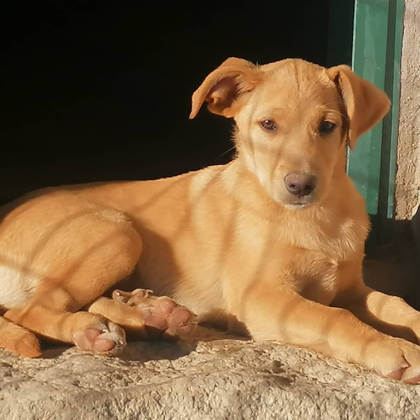 Igor, cachorro en adopción en De CERO AdoptaUNO