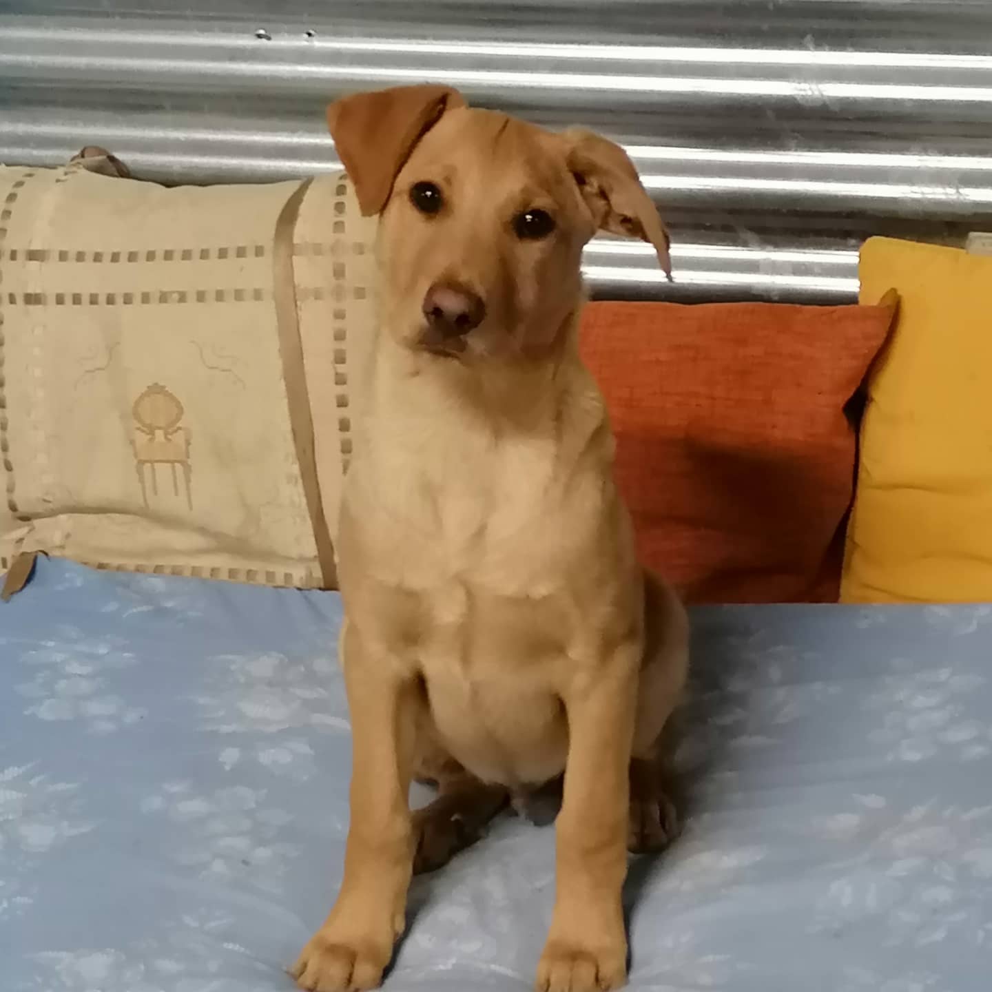 Bongo, cachorro en adopción en De CERO AdoptaUNO