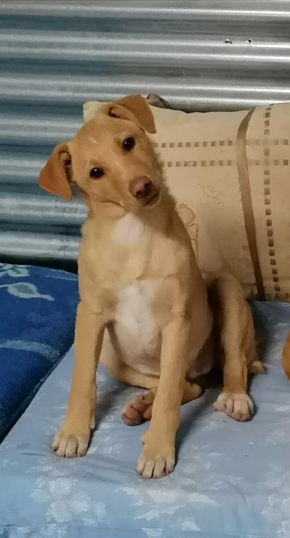 Mora, cachorra en adopción en De CERO AdoptaUNO