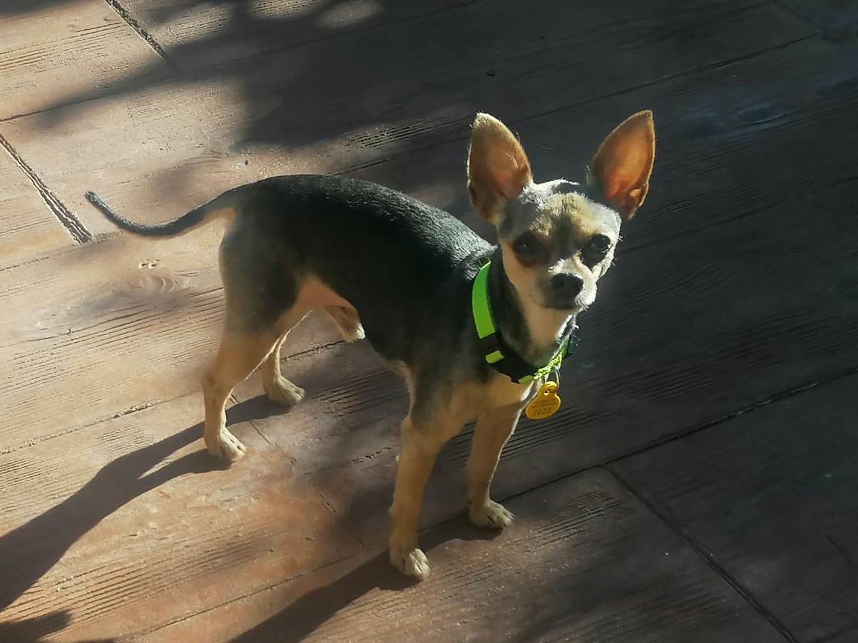 Toby, perrito en adopción en De CERO AdoptaUNO