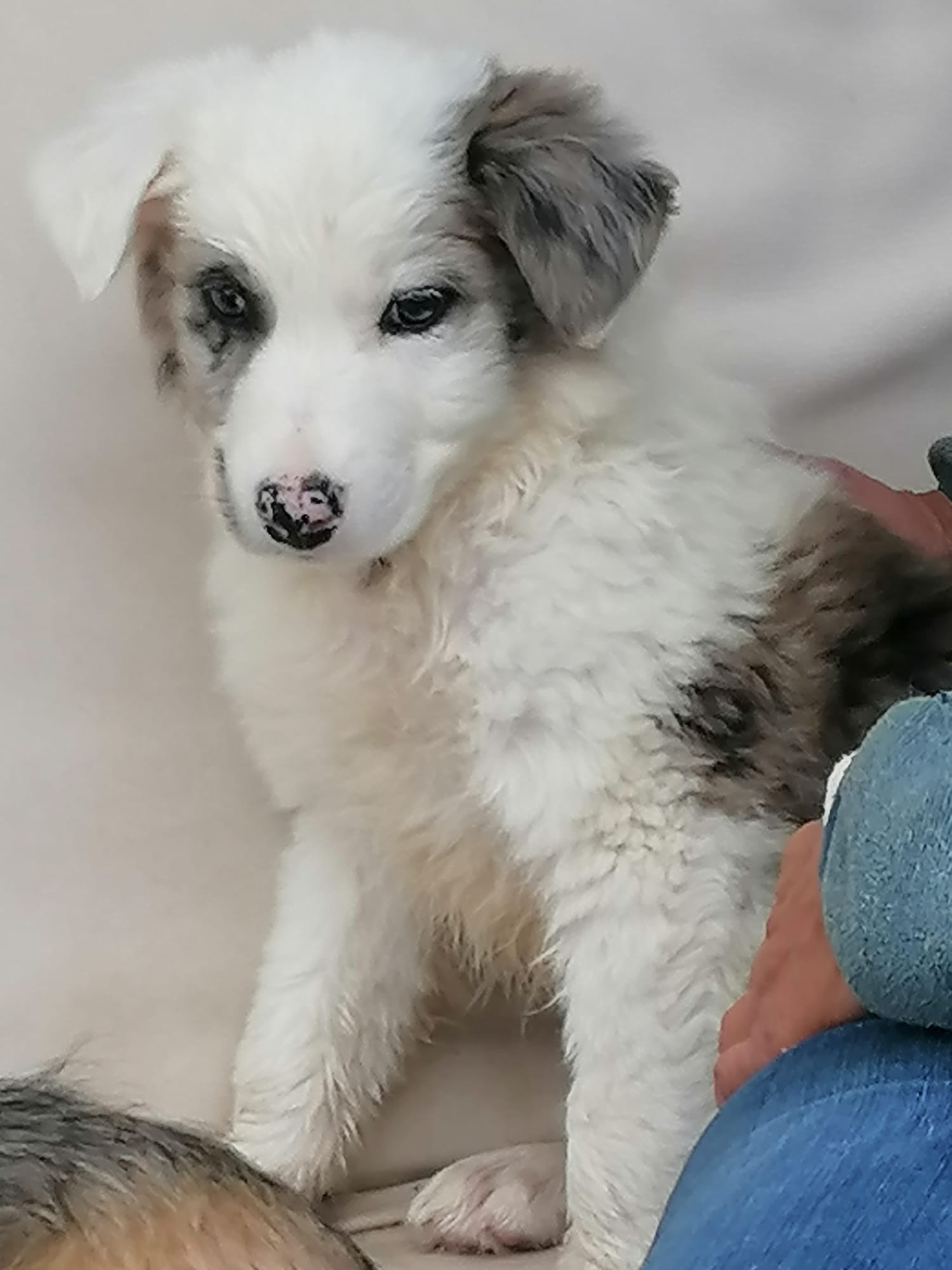 Blu, cachorrito en adopción en De CERO AdoptaUNO