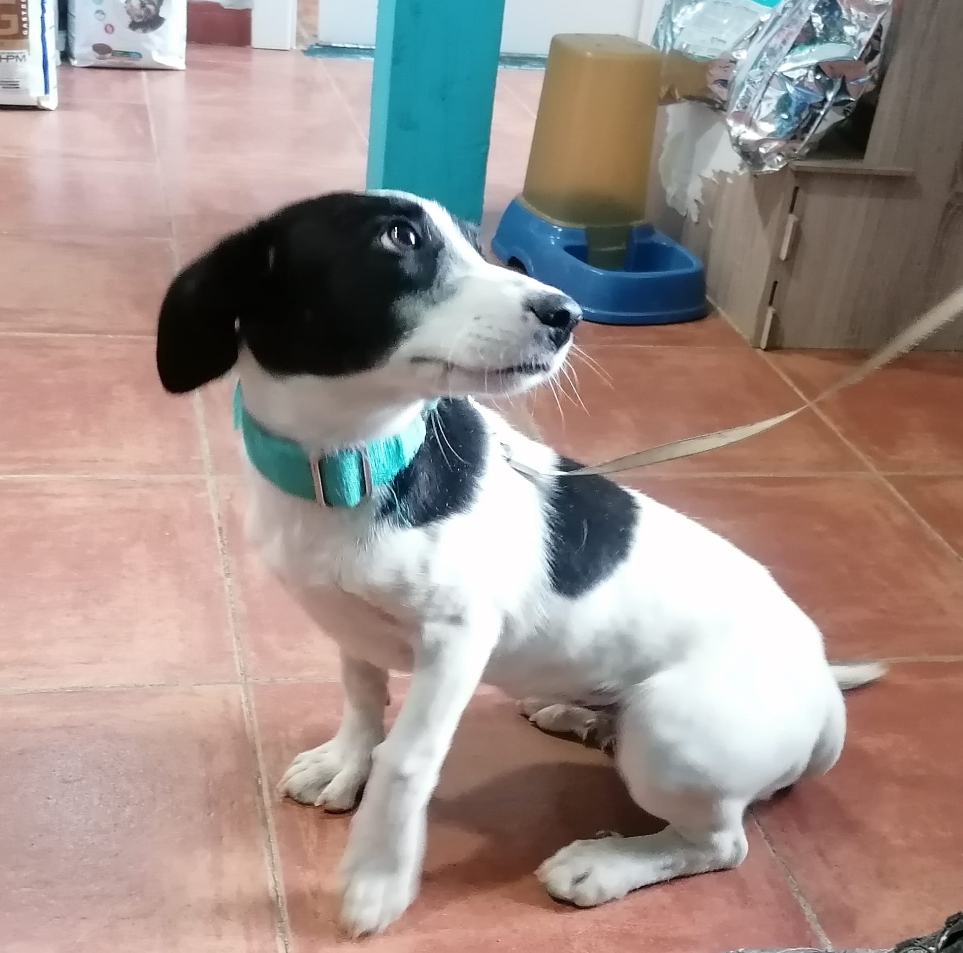 Gilda, cachorrita en adopción en De CERO AdoptaUNO