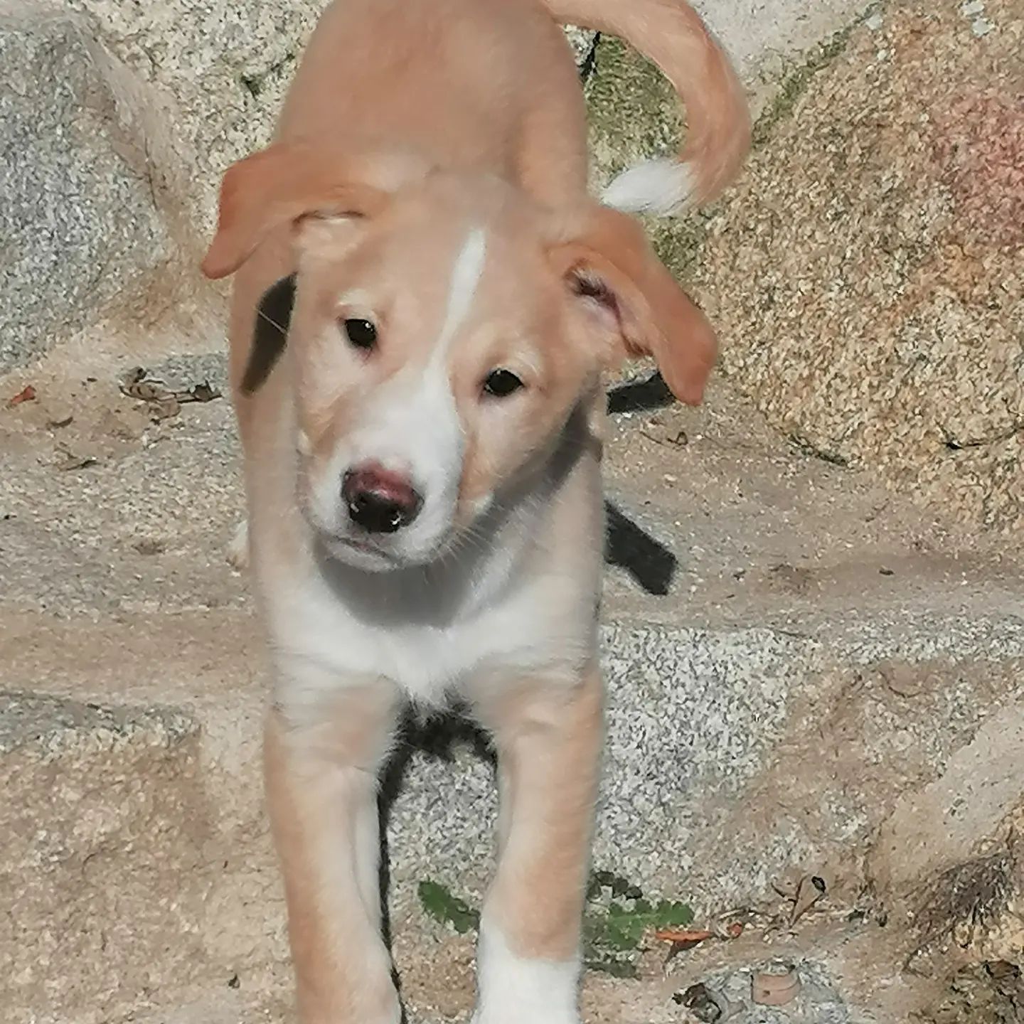 Cairo, cachorro en adopción en De CERO AdoptaUNO