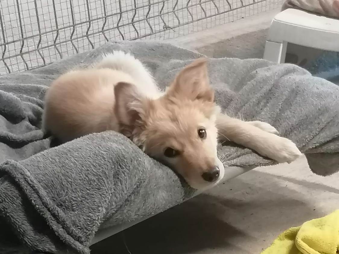 Ada, cachorrita en adopción en De CERO AdoptaUNO