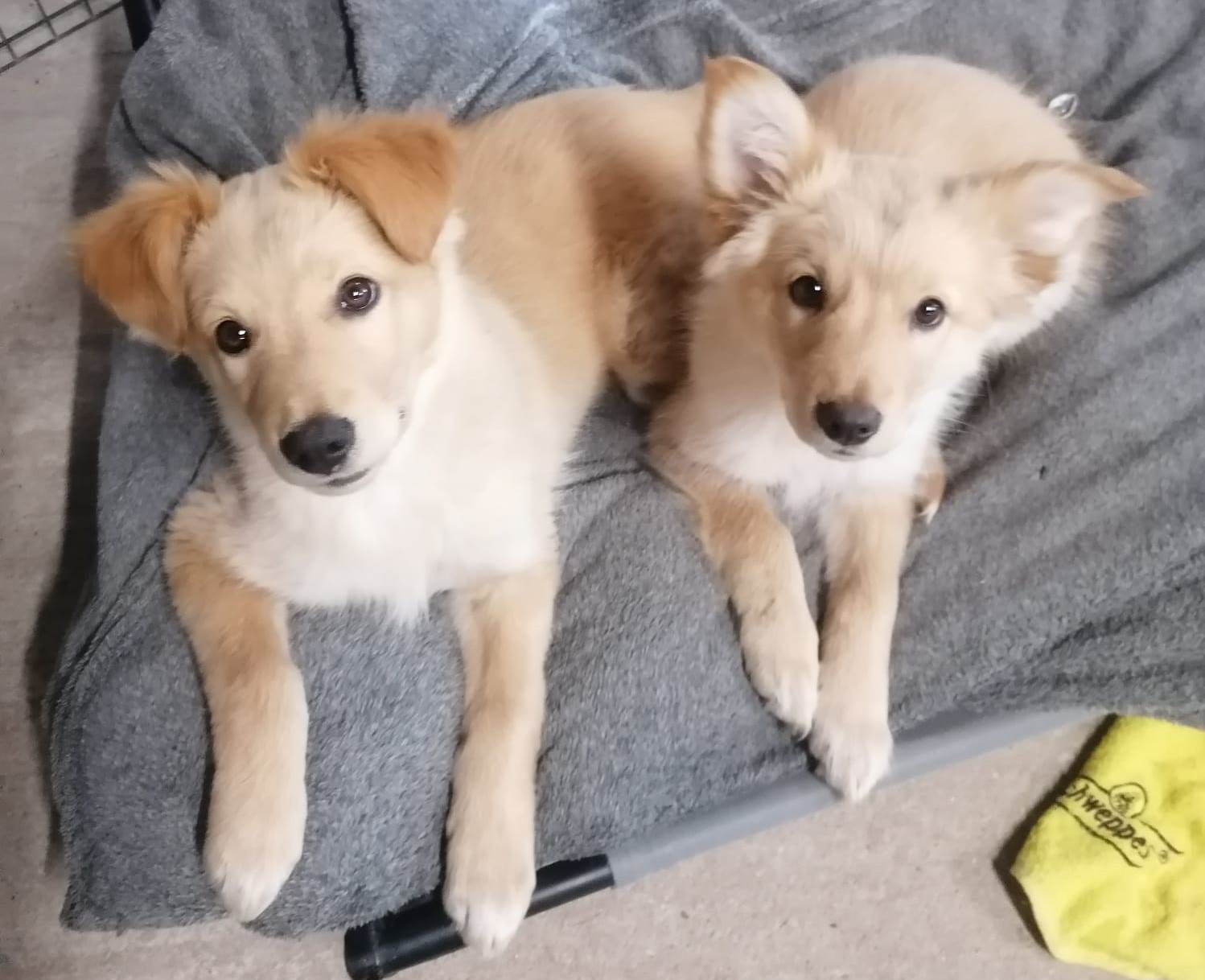 Ada y Ado, cachorros en adopción en De CERO AdoptaUNO