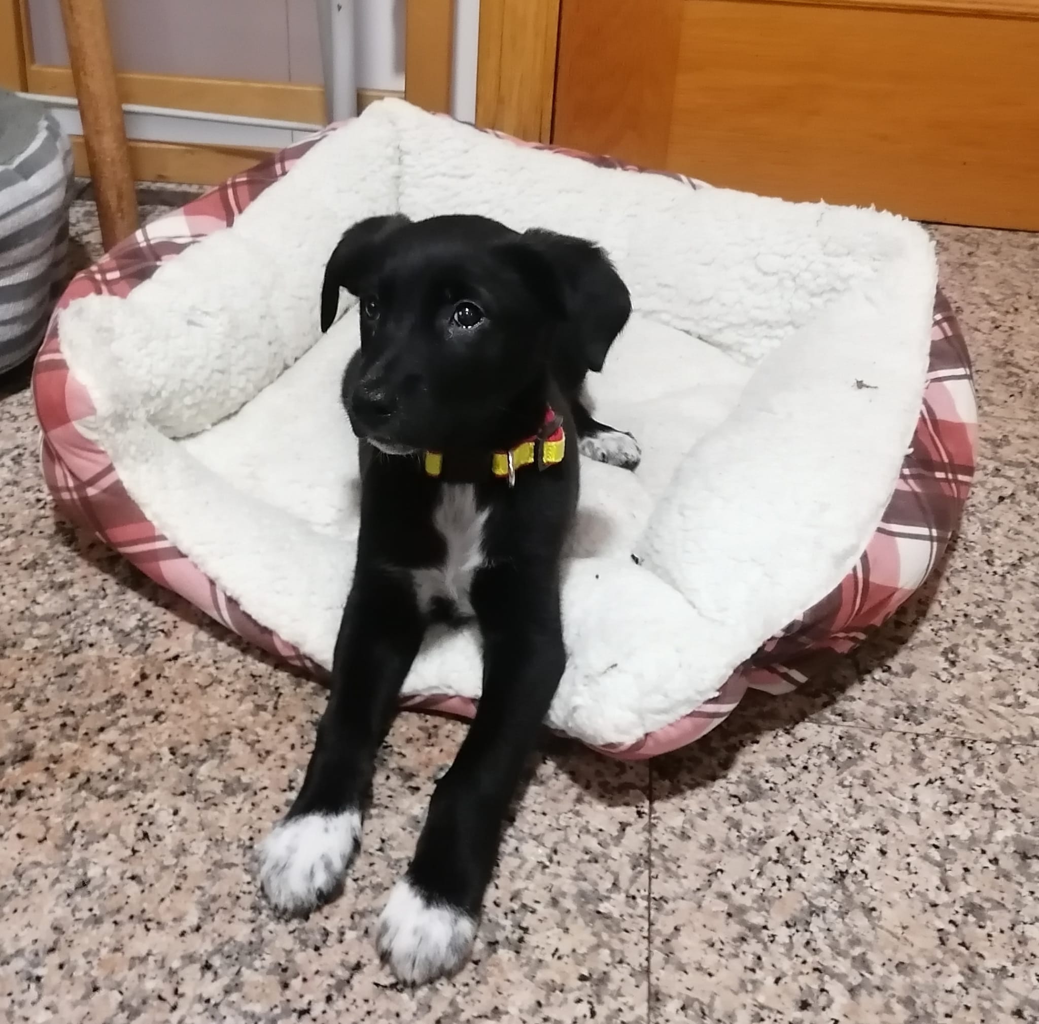 Cuco, cachorro en adopción en De CERO AdoptaUNO