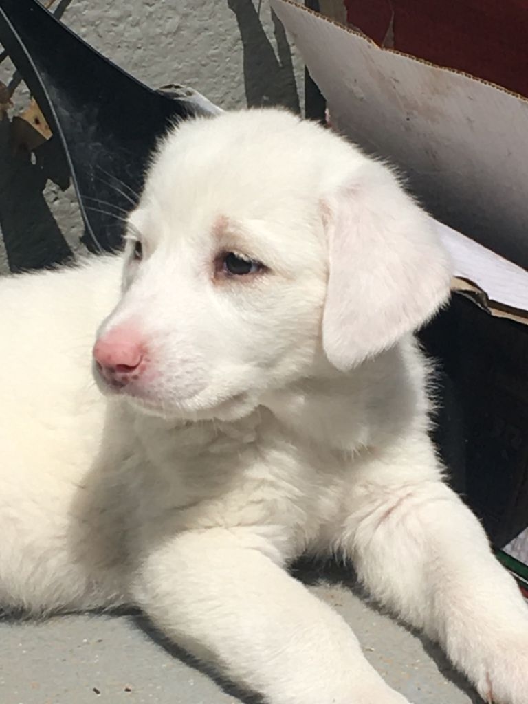 Aura, cachorrita en adopción en De CERO AdoptaUNO