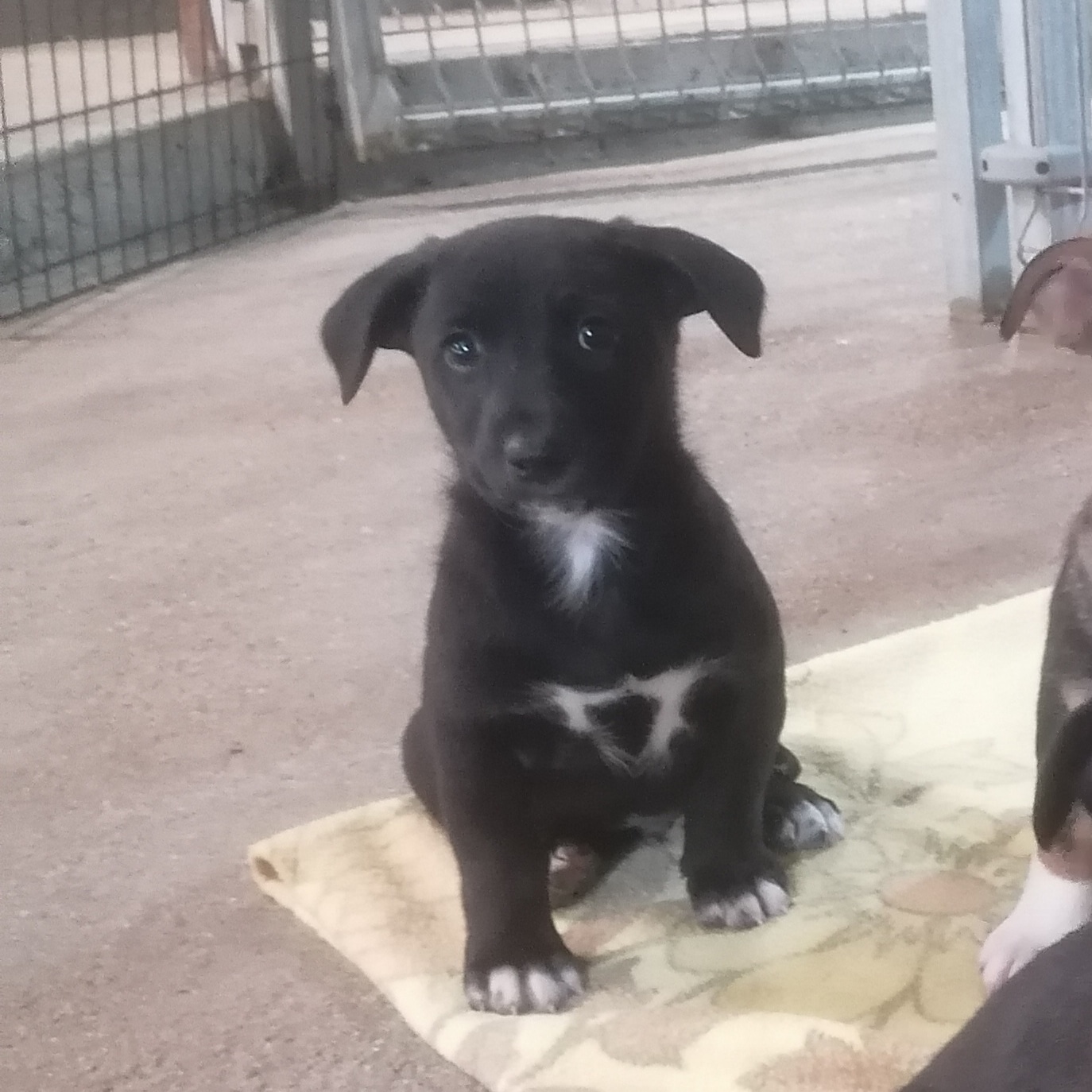 Chupito, cachorro en adopción en De CERO AdoptaUNO