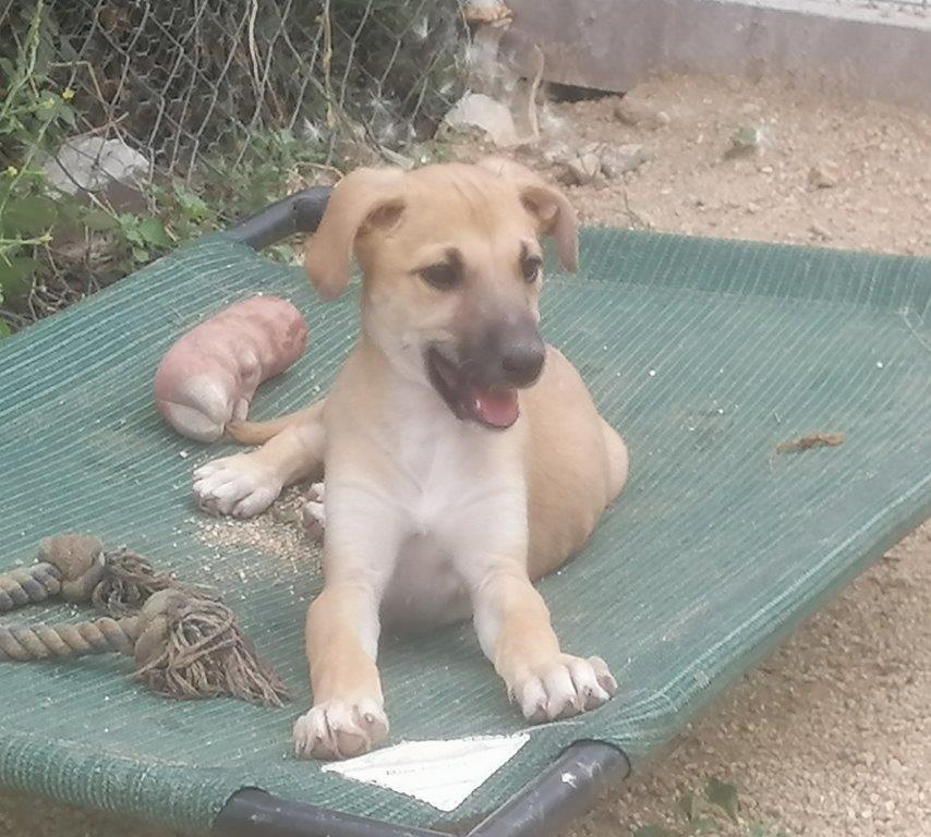 Luci, cachorrra en adopción en De CERO AdoptaUNO