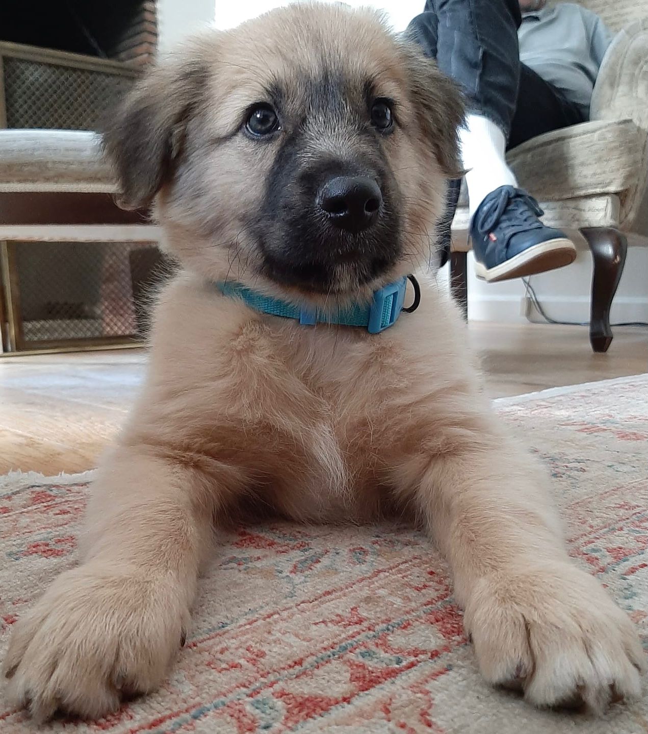 Leo, cachorro en adopción en De CERO AdoptaUNO