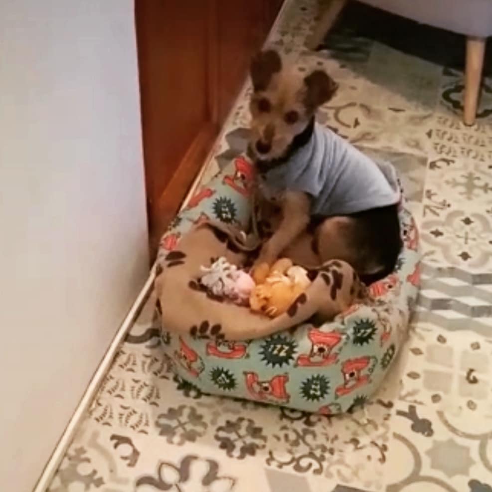 Manolo, perro en adopción en De CERO AdoptaUNO