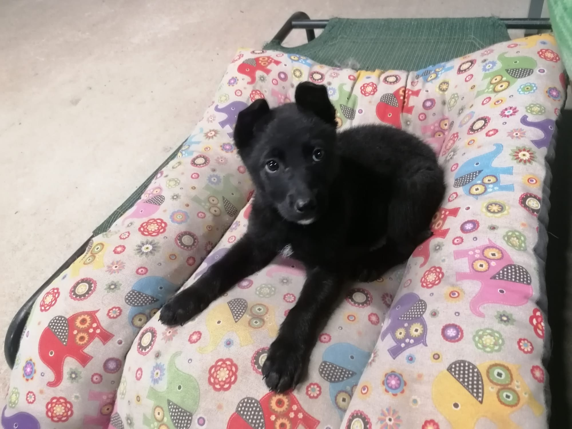 Canica, cachorra en adopción en De CERO AdoptaUNO
