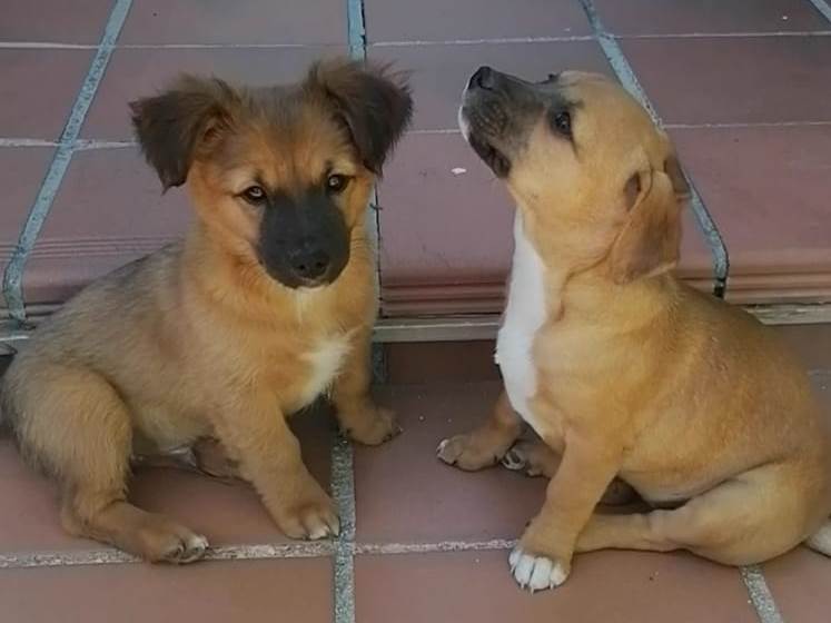 Duende e Ilse, cachorros en adopción en De CERO AdoptaUNO