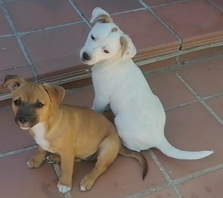 Ilse y Talco, cachorros en adopción en De CERO AdoptaUNO