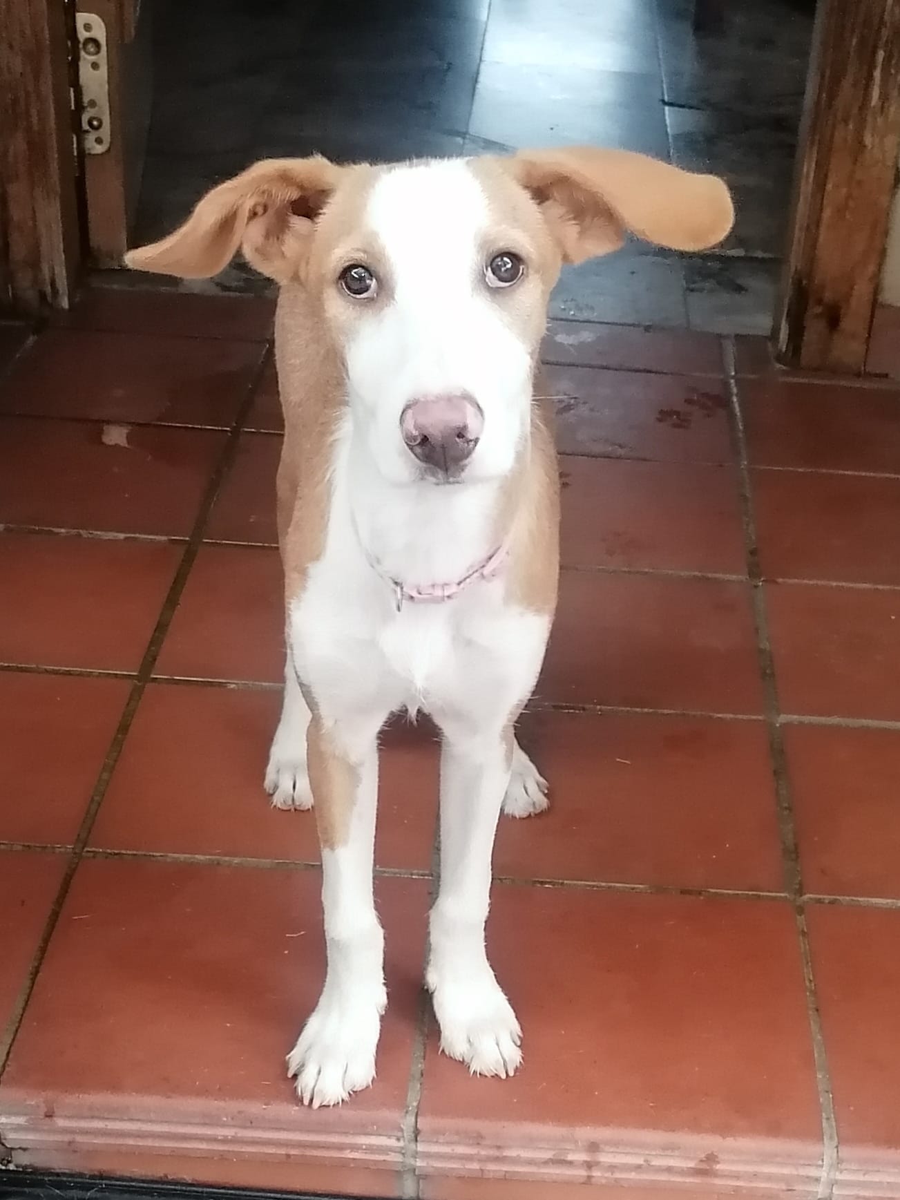 Wally, cachorro en adopción en De CERO AdoptaUNO