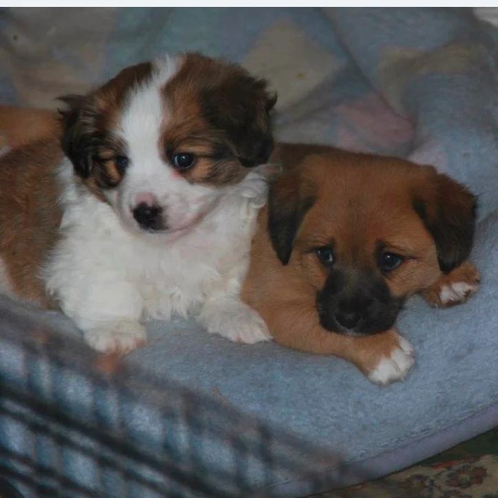 Boris y Bosco, cachorros en adopción en De CERO AdoptaUNO