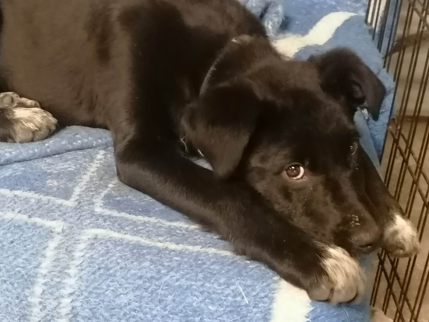 Nero, cachorro en adopción en De CERO AdoptaUNO