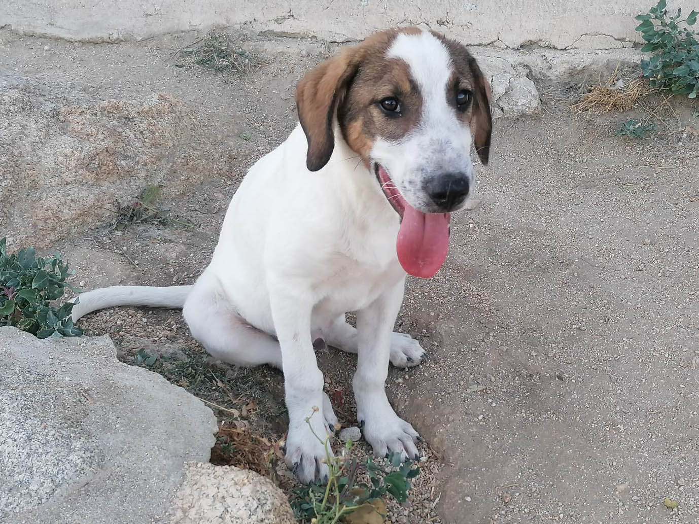 Rosco, cachorro en adopción en De CERO AdoptaUNO