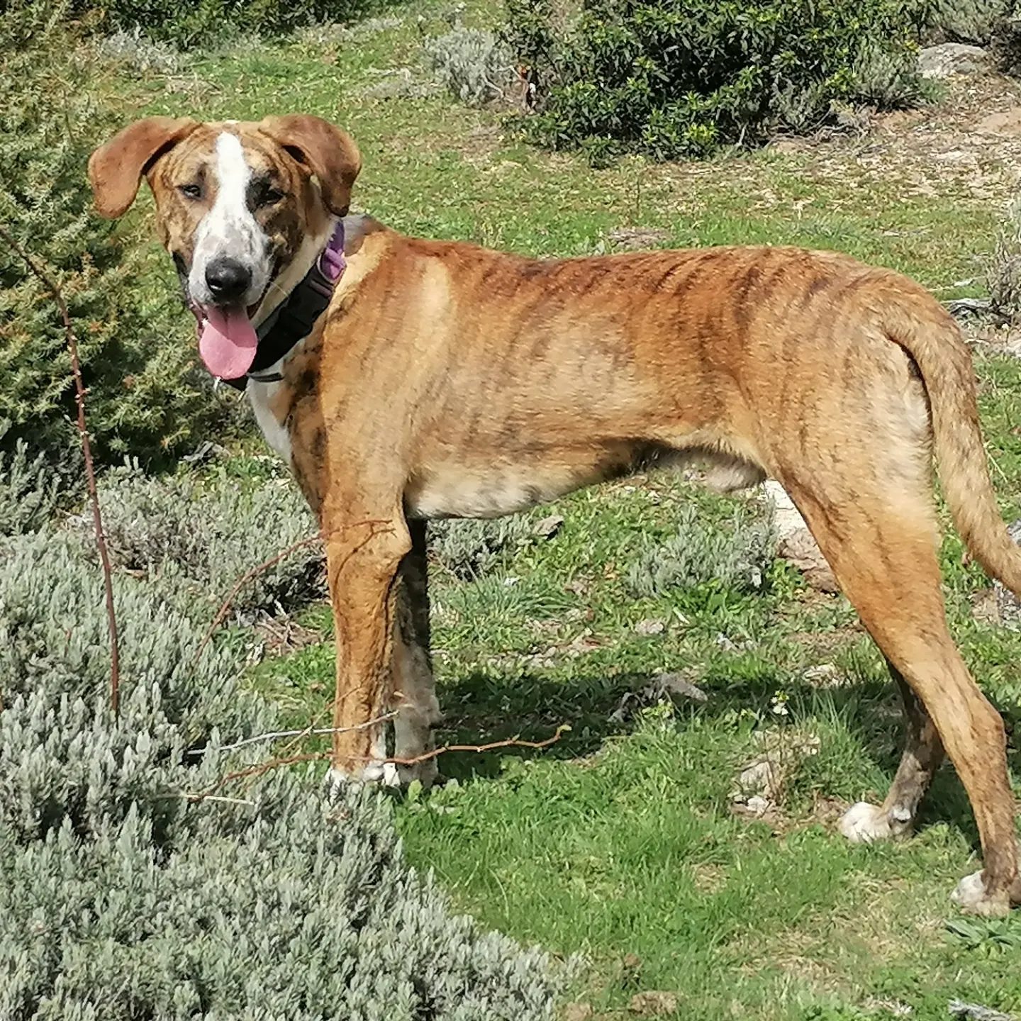 Roscón, cachorro en adopción en De CERO AdoptaUNO