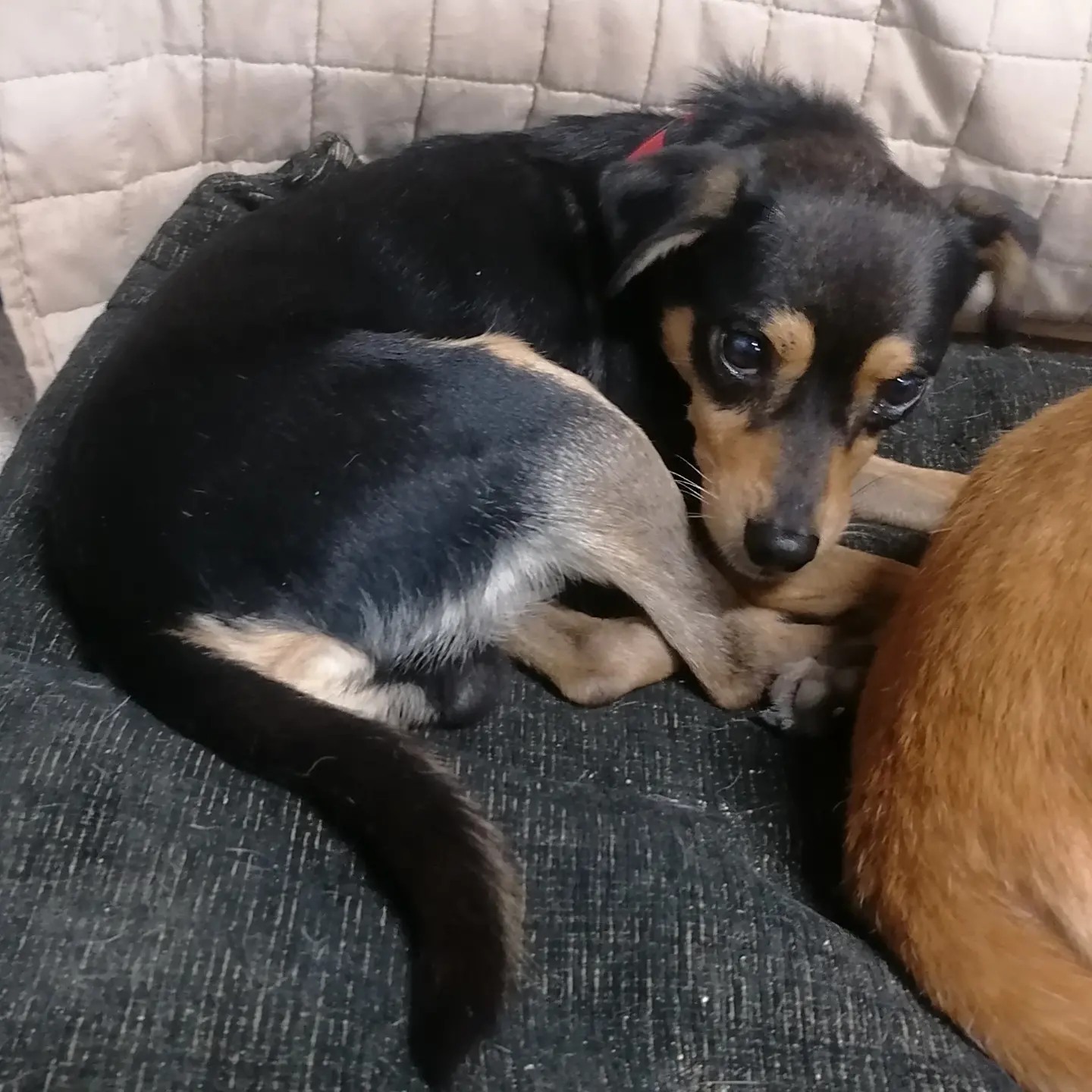 Fede, perro en adopción en De CERO AdoptaUNO