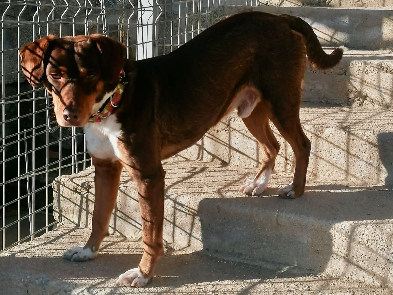 Luki, perro en adopción en De CERO AdoptaUNO